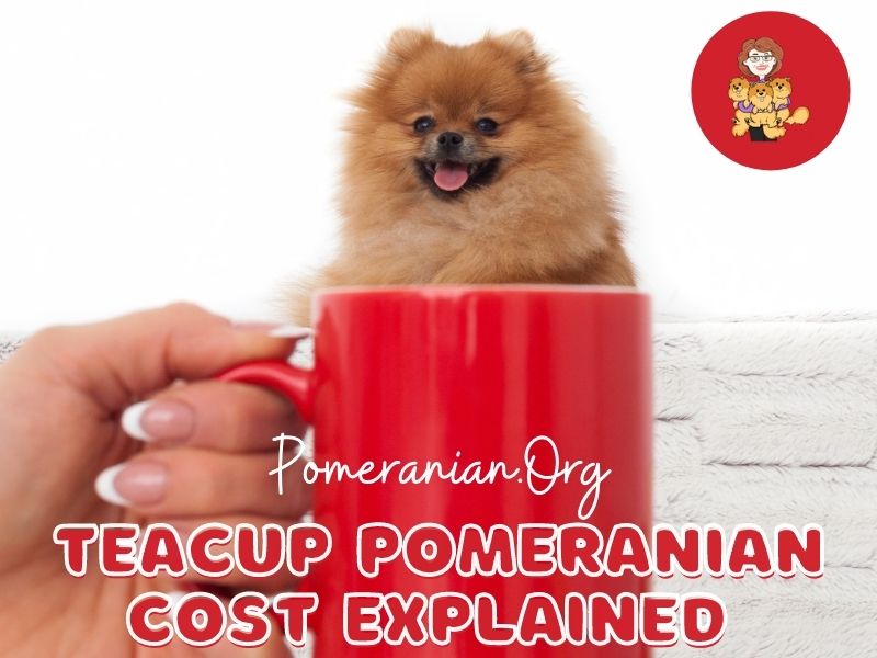 how much are pomeranian dogs worth