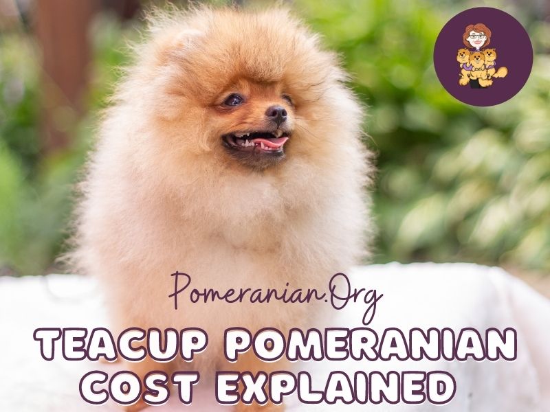 Teacup Pomeranian Cost