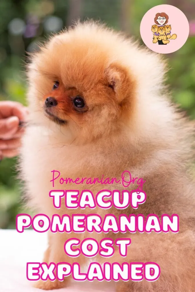 how much do teddy bear pomeranians cost