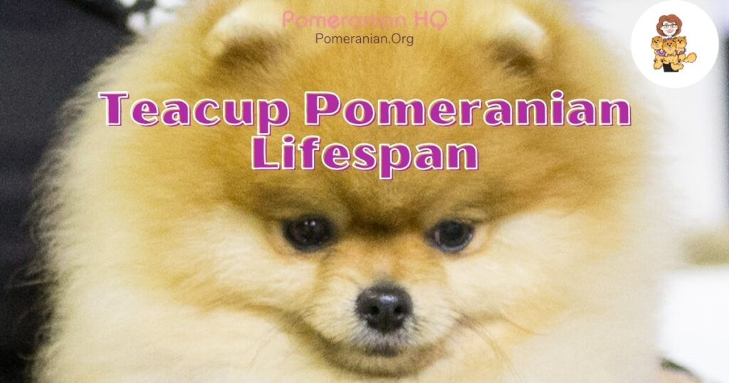 Teacup Pomeranian Lifespan