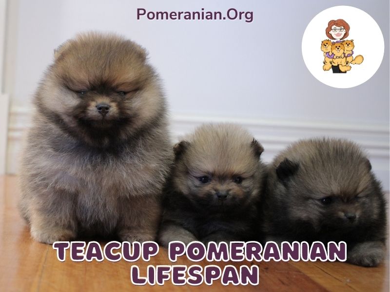 Teacup Pomeranian Lifespan