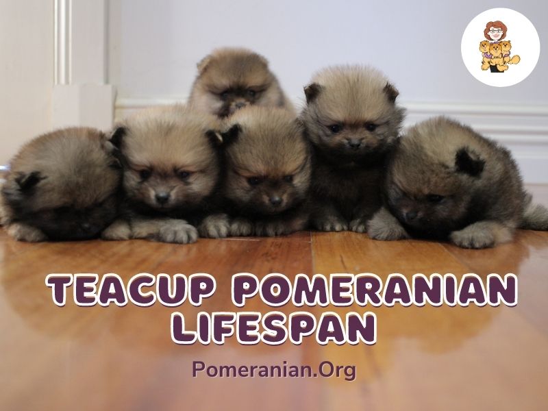 Teacup Pomeranian Lifespan