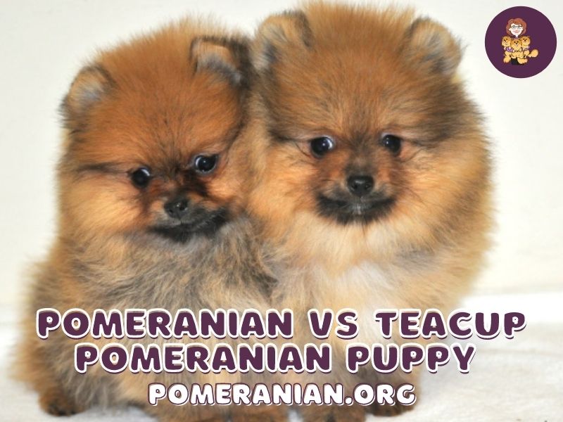 miniature pomeranian brown