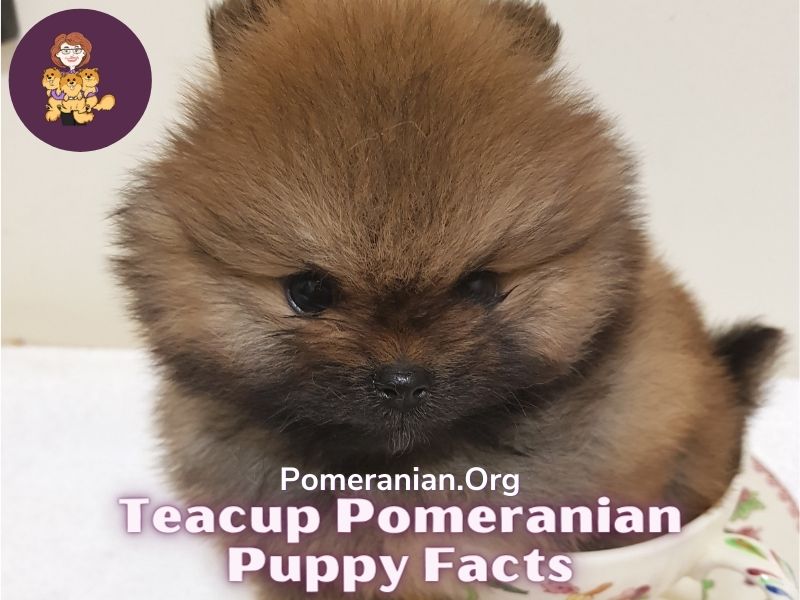 pomeranian teacup full grown brown