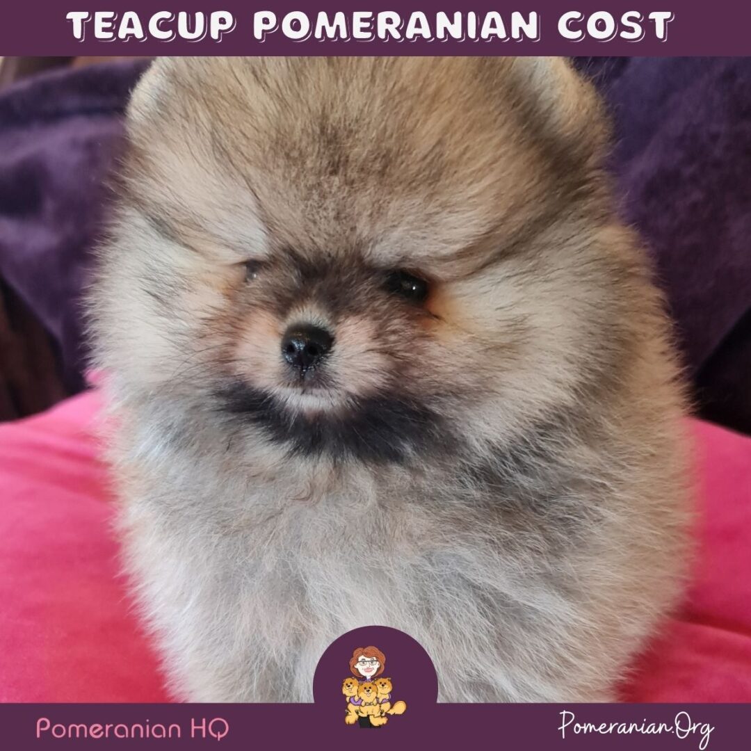 Teacup Pomeranian Price Guide Get Expert Advice from Pomeranian HQ