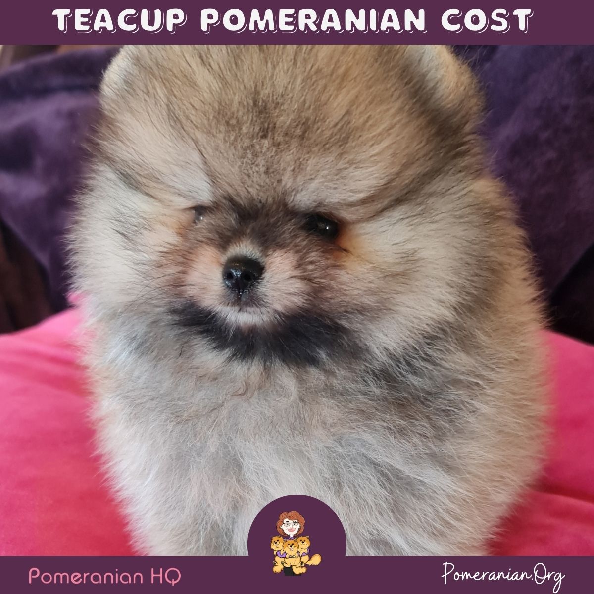 Teacup Pomeranian Cost