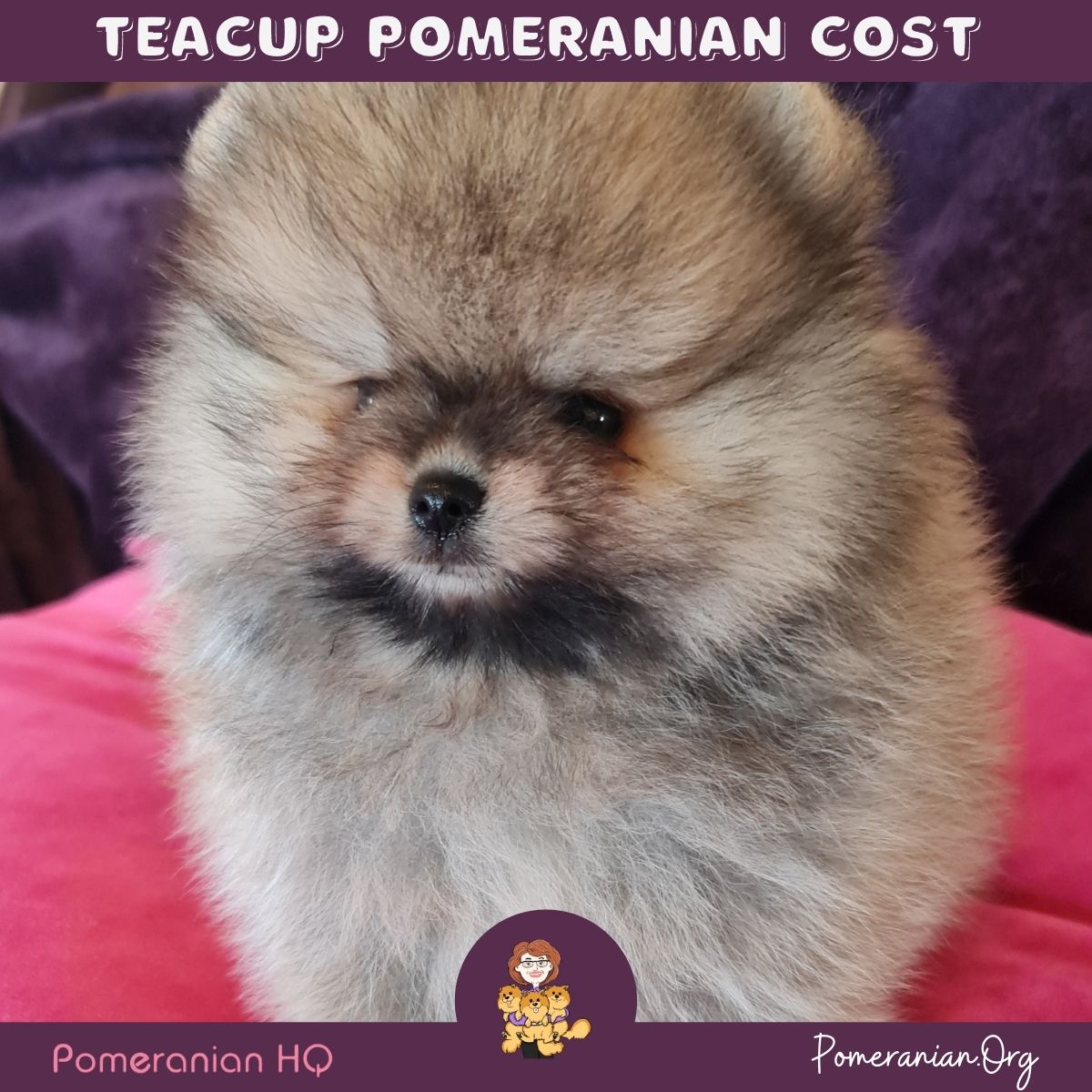 teddy bear pomeranian price