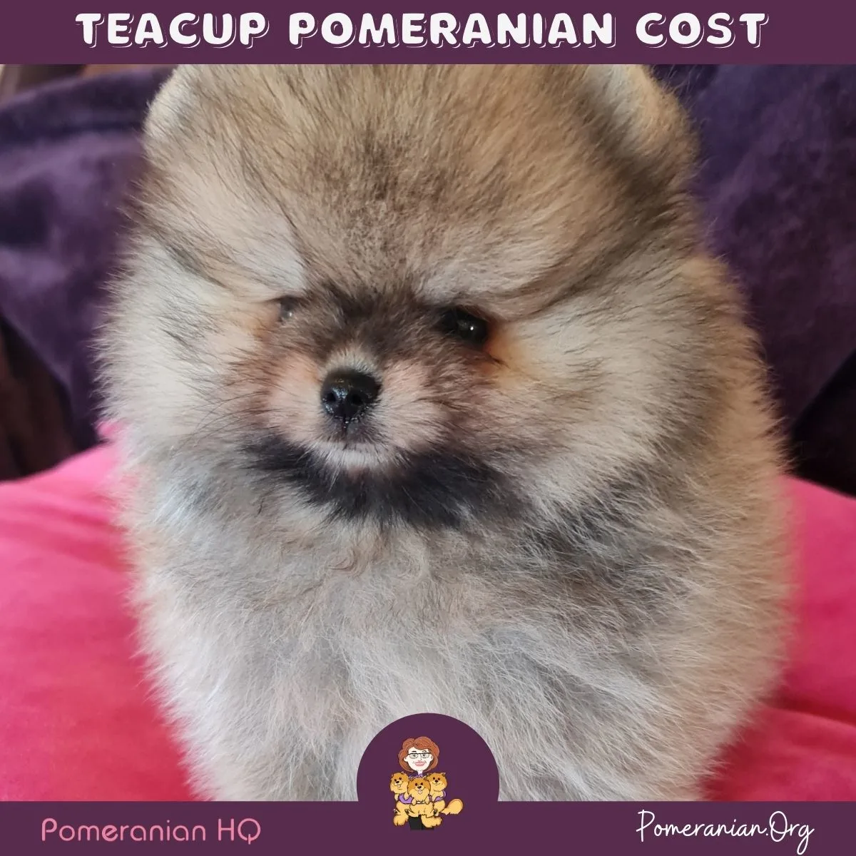 toy teacup pomeranian puppies