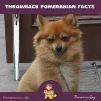 Throwback Pomeranian Facts