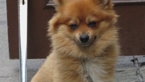 Throwback Pomeranians: Myth, History, and the Truth About Oversized Pomeranians