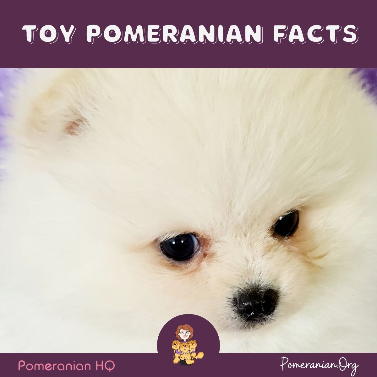 White Toy Pomeranian Puppy