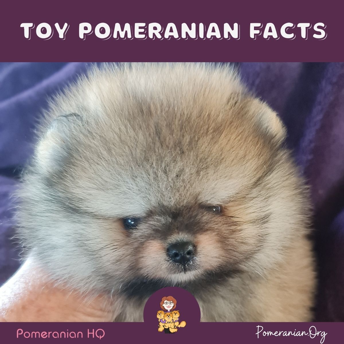 Toy Pomeranian Puppy