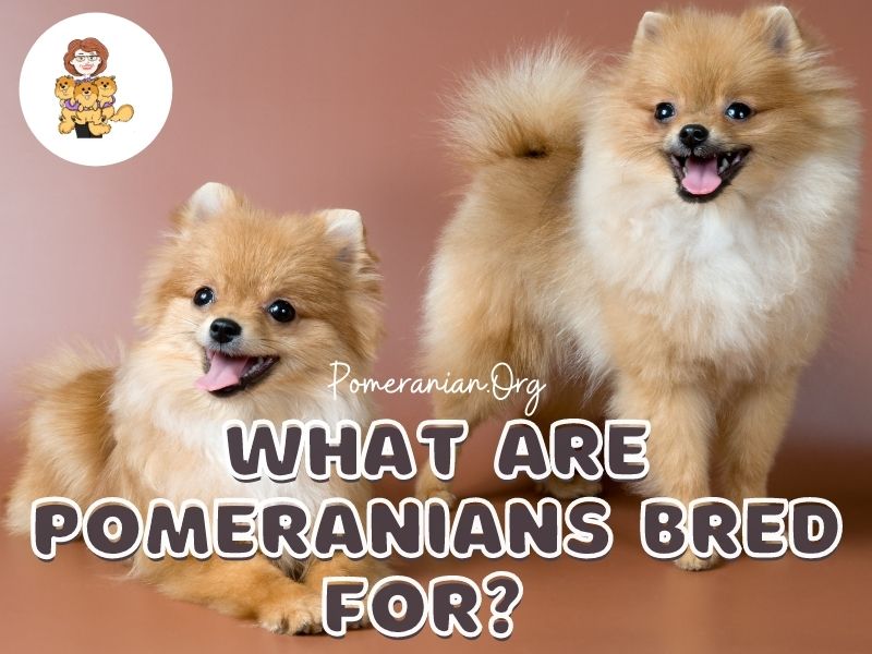 What were store pomeranians bred for