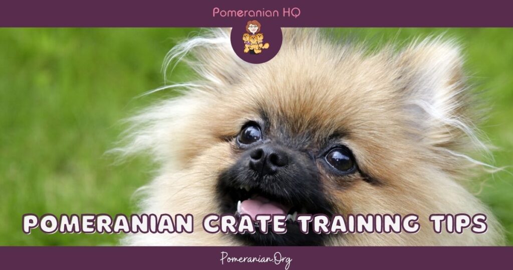 Crate 2025 training pomeranian