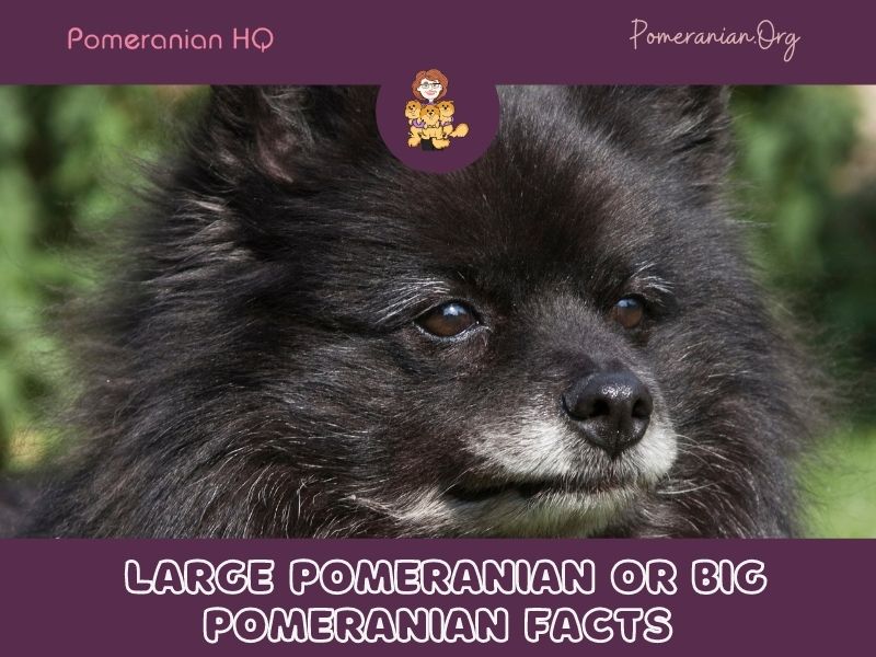 Large Pomeranian or Big Pomeranian Facts