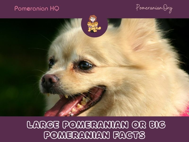 large pomeranian or big pomeranian facts