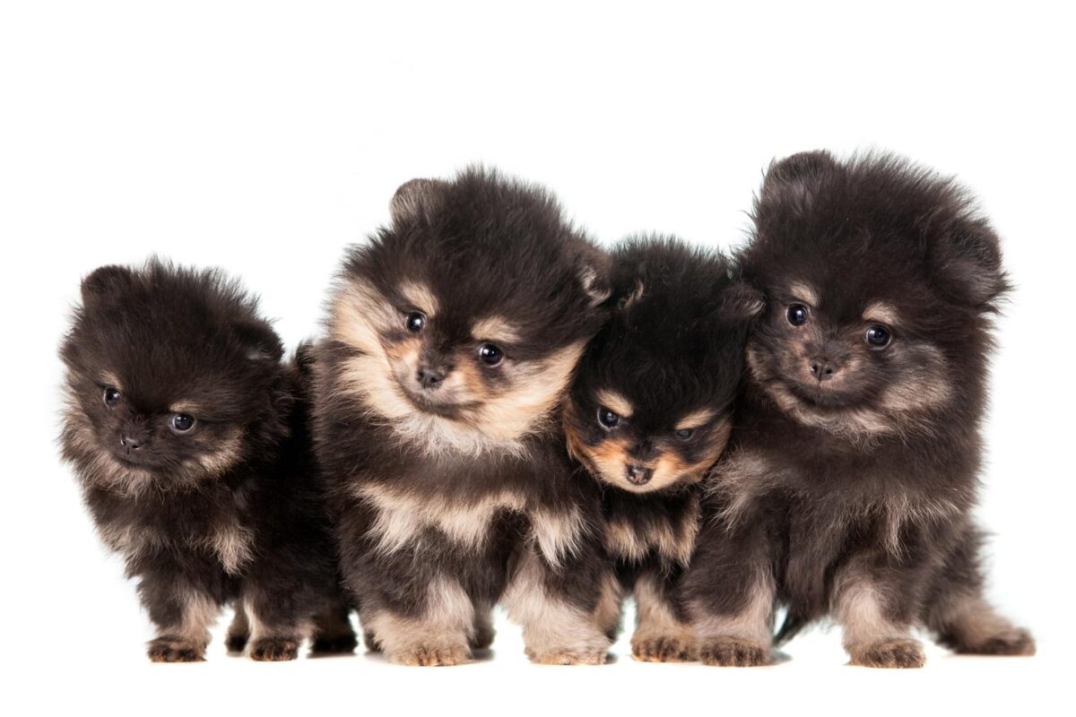 Pomeranian Price Details: How Much Does a Pomeranian Cost?