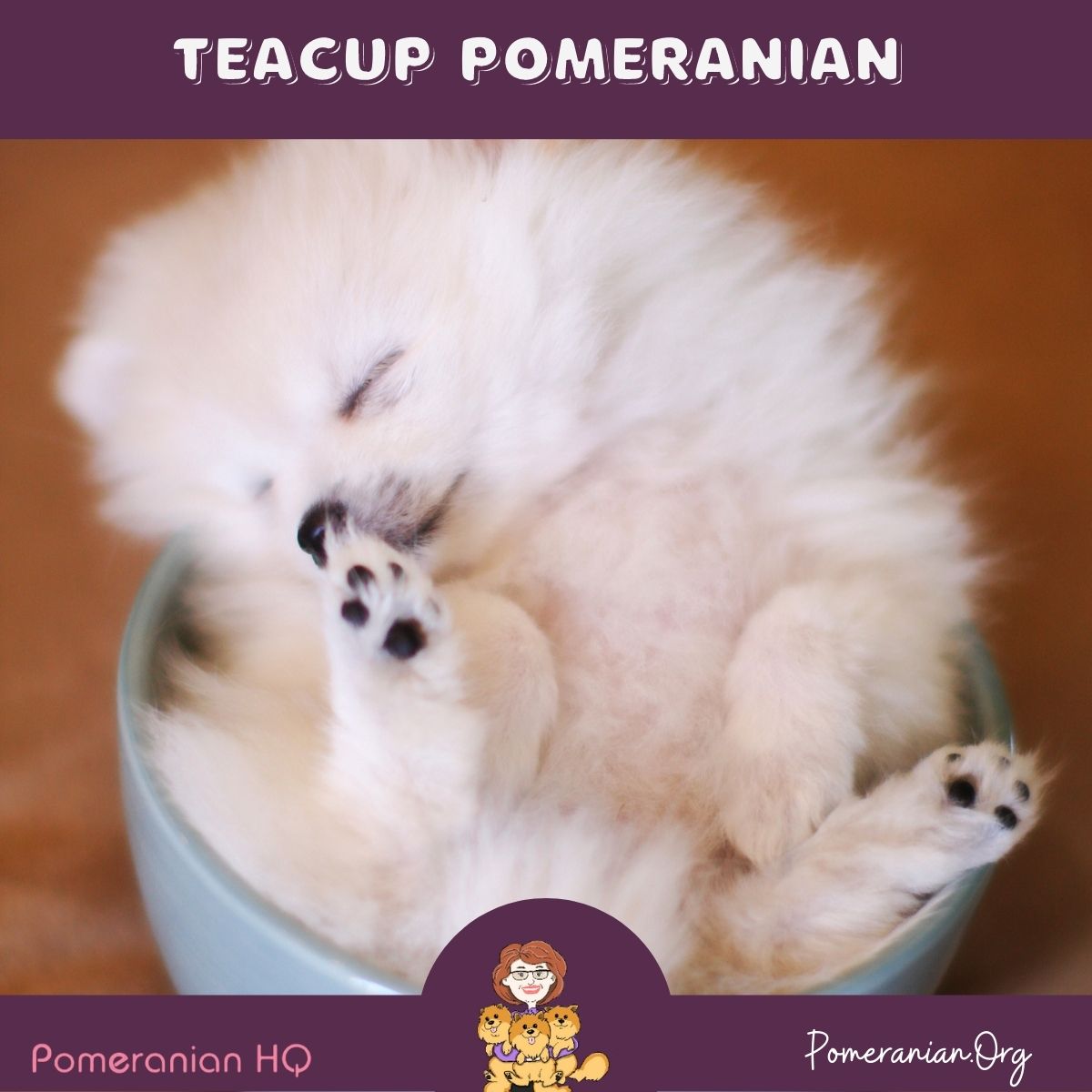 toy teacup pomeranian puppies