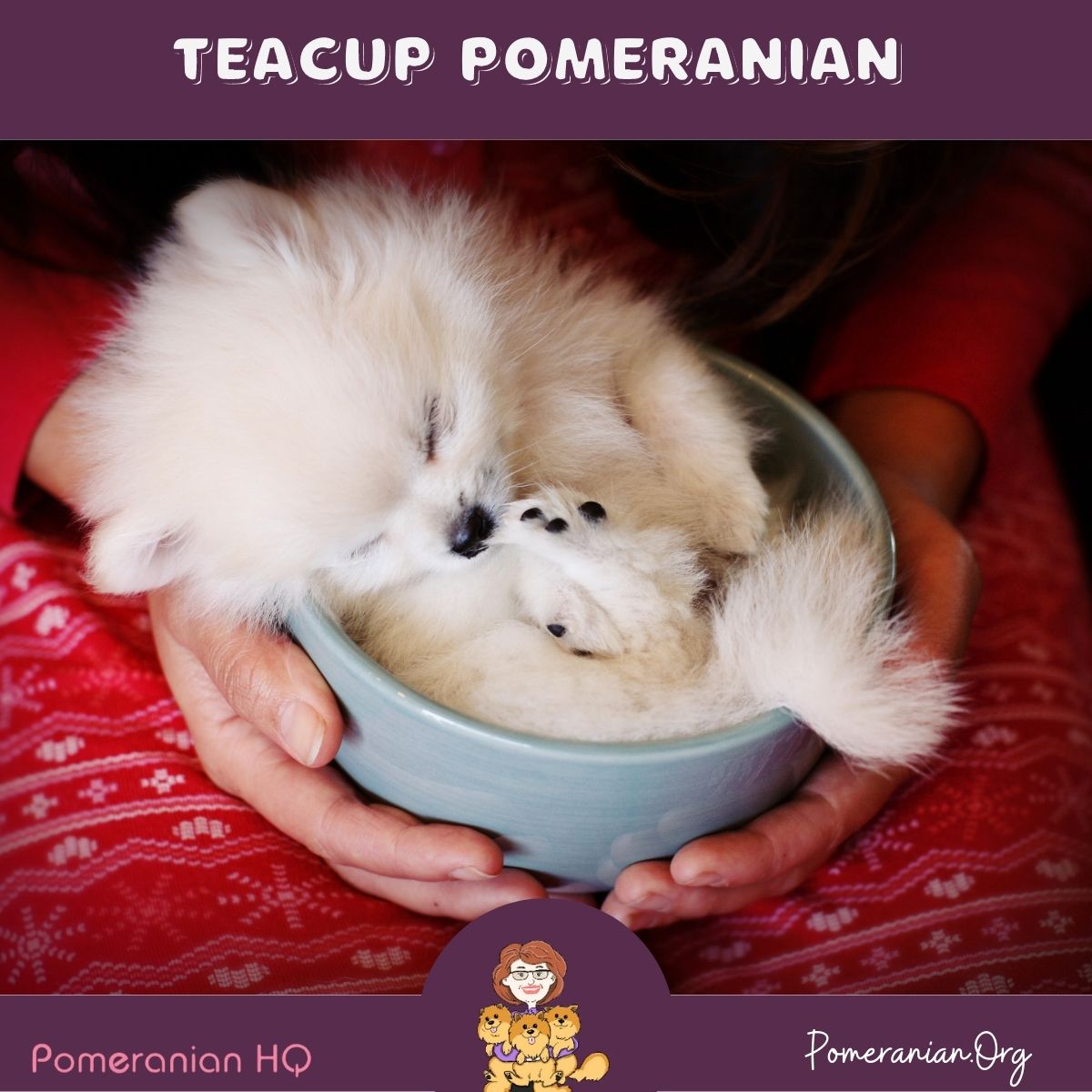 Miniature best sale teacup pomeranian