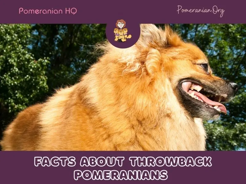 facts about throwback pomeranians