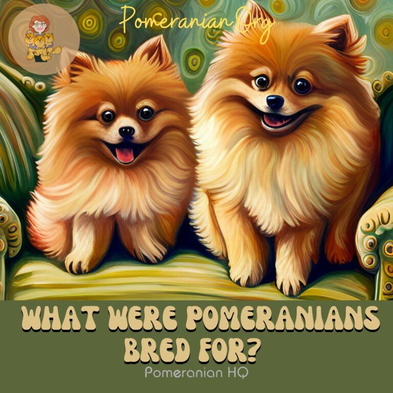 Find Out What Were Pomeranians Bred For?