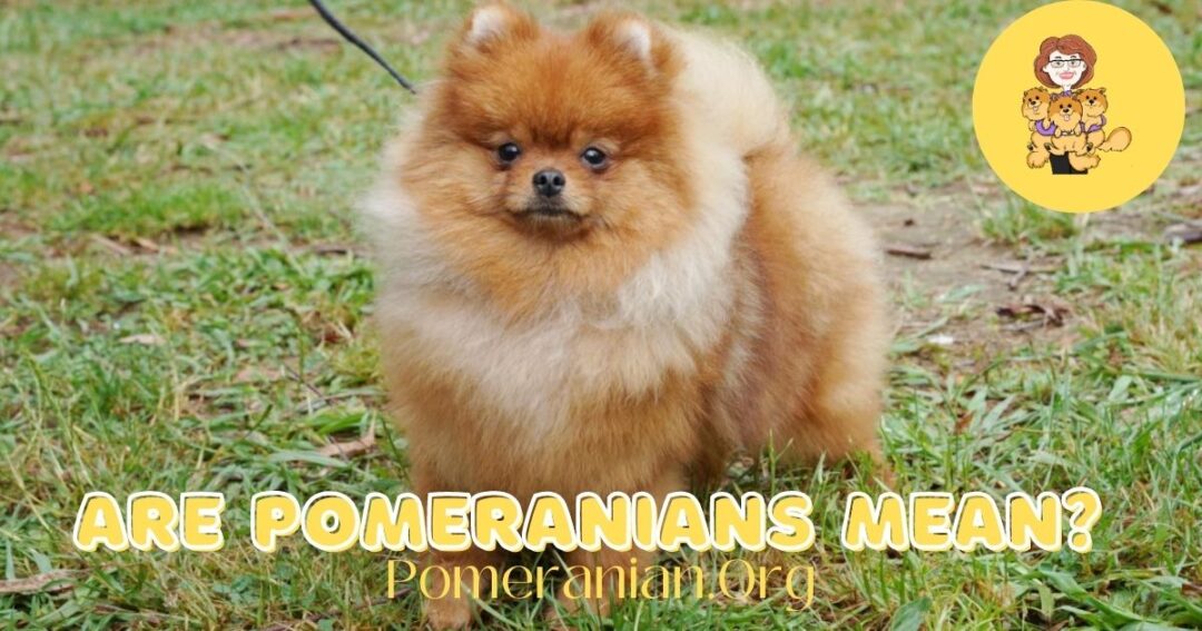 Are Pomeranians Mean? A Detailed Look into Their Personality Traits
