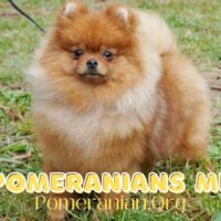 Are Pomeranians Mean?