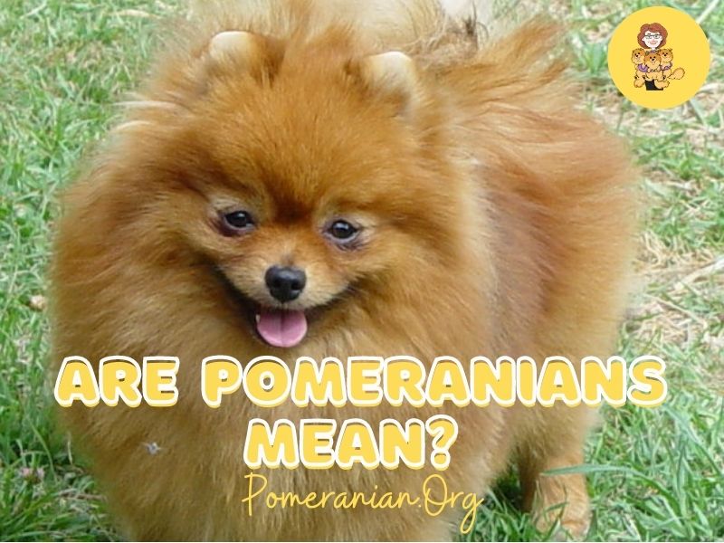 Are Pomeranians Mean?