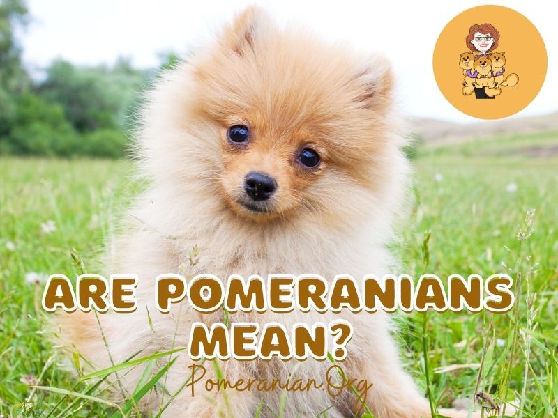 Are Pomeranians Mean Dogs?