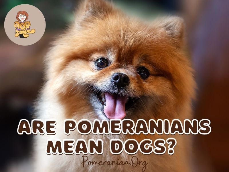 Are Pomeranians Mean Dogs?