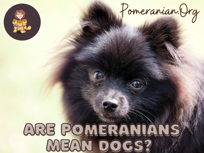 Pomeranians Mean Dogs?