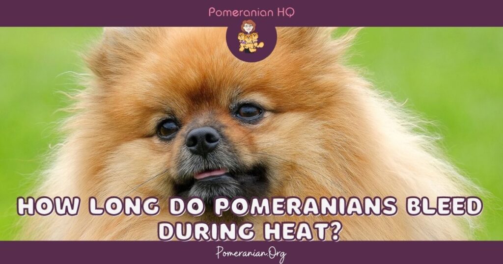 How Long do Pomeranians Bleed During Heat