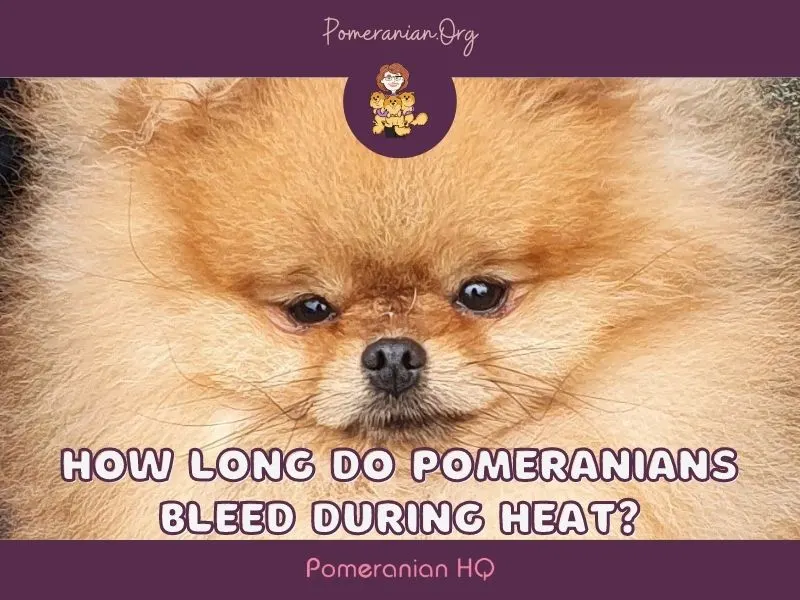 How Long do Pomeranians Bleed During Heat