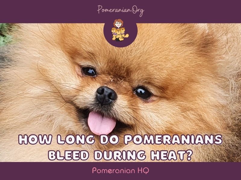 Pomeranian first hot sale heat