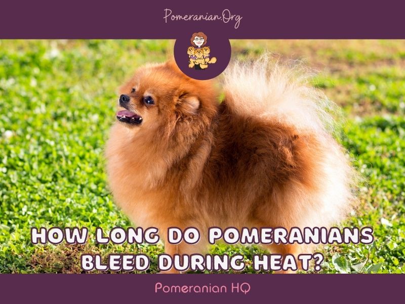 When do pomeranians go into sale heat