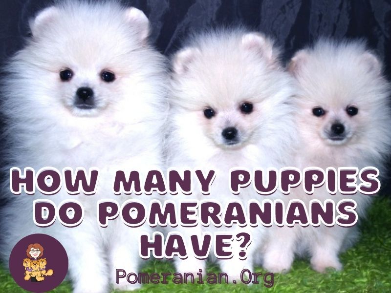 how many litters can a pomeranian have in a year