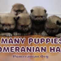 How Many Puppies Can a Pomeranian Have