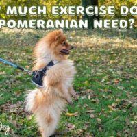 How Much Exercise Does a Pomeranian Need?
