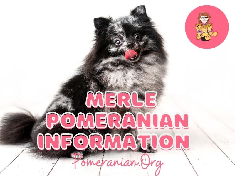 Merle Pomeranian