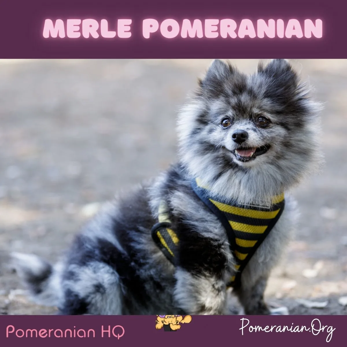 Merle Pomeranian Dog