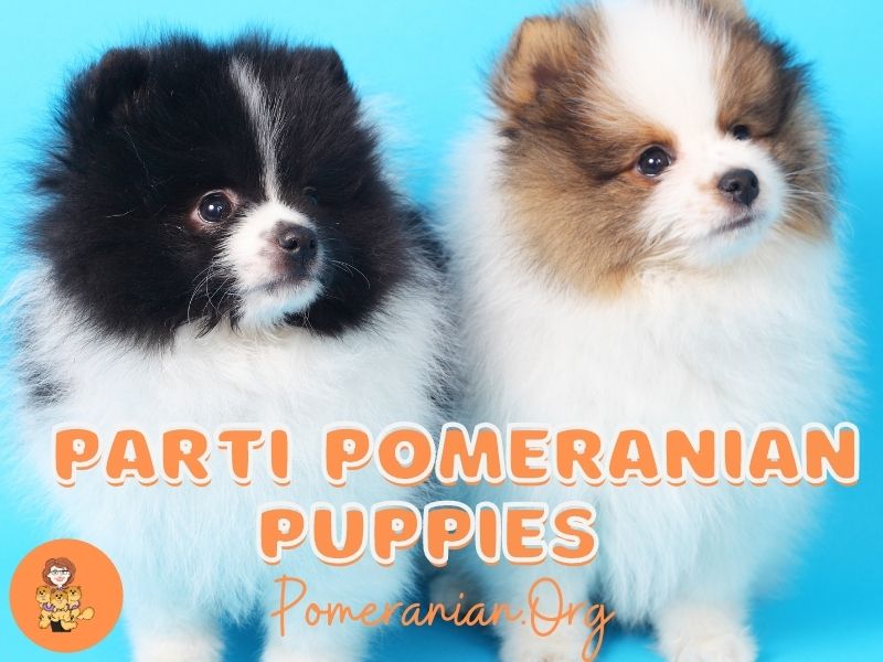 Parti Pomeranian Puppies