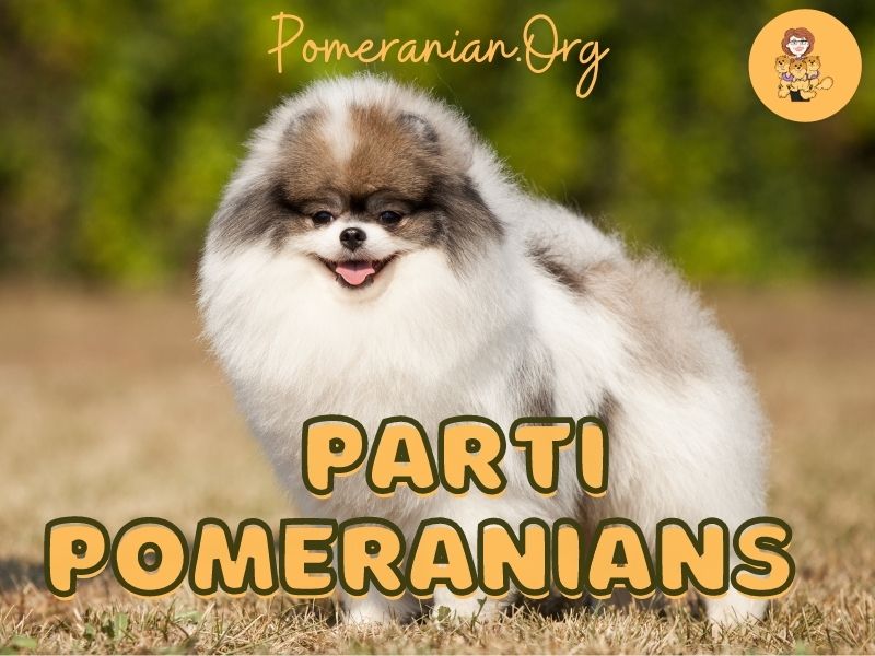 Parti store colored pomeranians