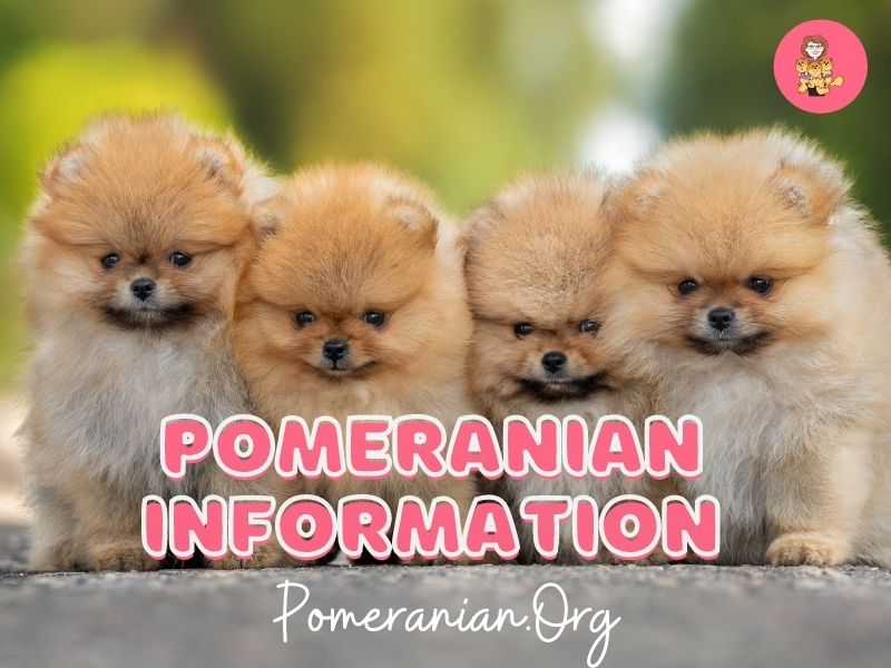 Pomeranian Blog