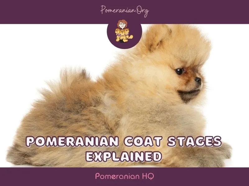 What Are the Different Pomeranian Coat Stages?