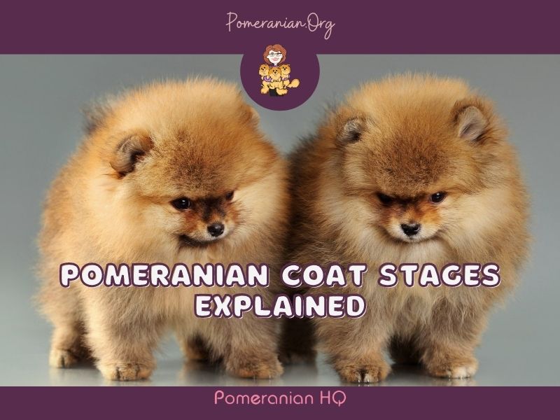 Pomeranian Coat Stages