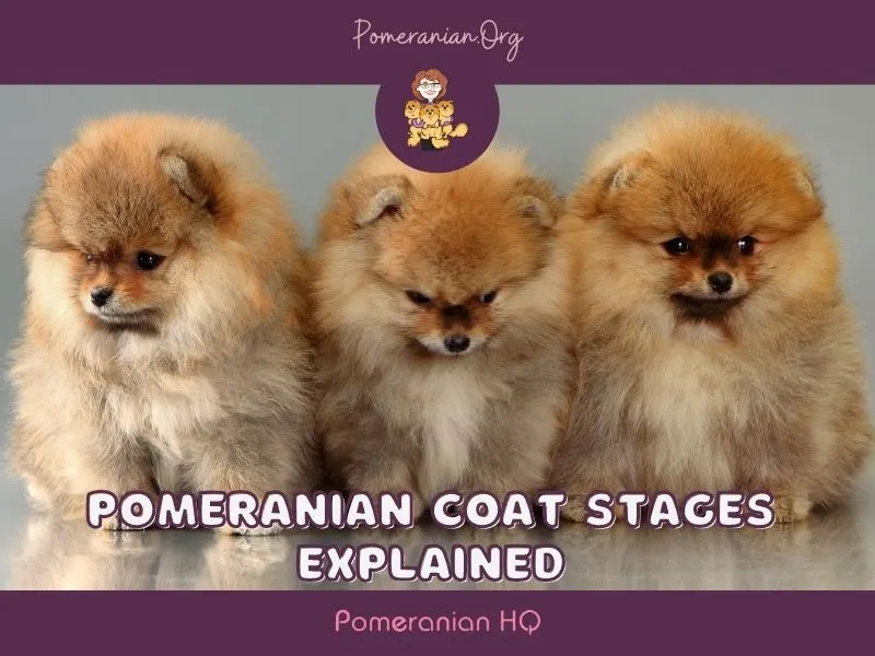 What Are the Different Pomeranian Coat Stages?