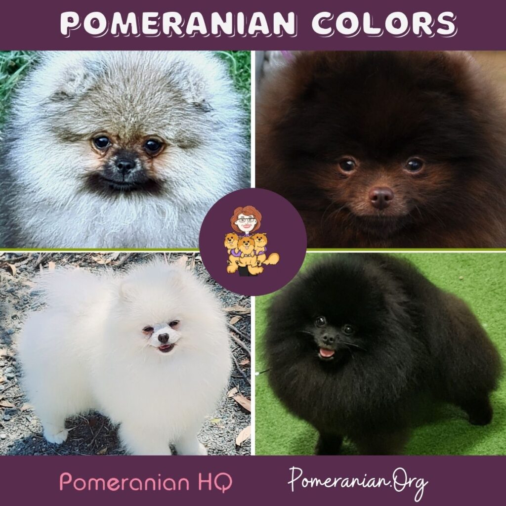 Pomeranian Colors