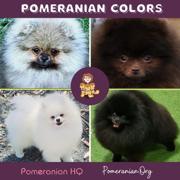 Top 10 what colors do pomeranians come in You Need To Know