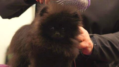 Pomeranian Grooming Explained: Learn How to Groom a Pomeranian Dog