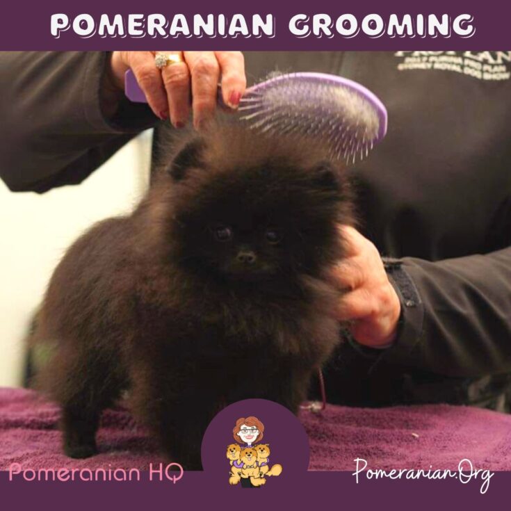 Pomeranian Grooming Explained Learn How to Groom a Pomeranian Dog